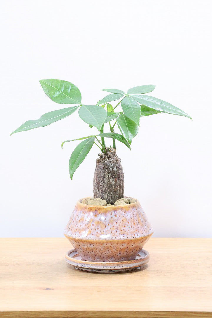 手に入りづらい斑入りのパキラとは？| 観葉植物の基礎知識|APEGO