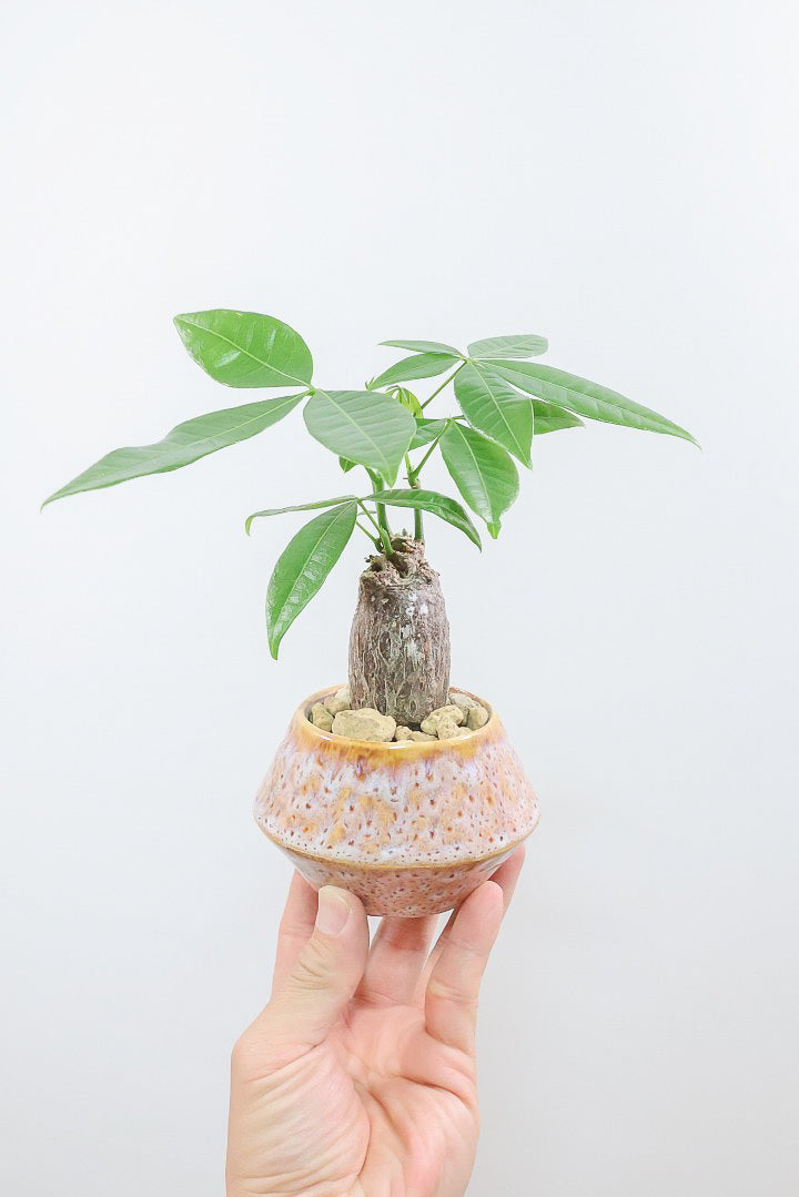 【パキラ】超かわいいミニサイズ！控えめにいっても幹のフォルムがかわいいと思います！