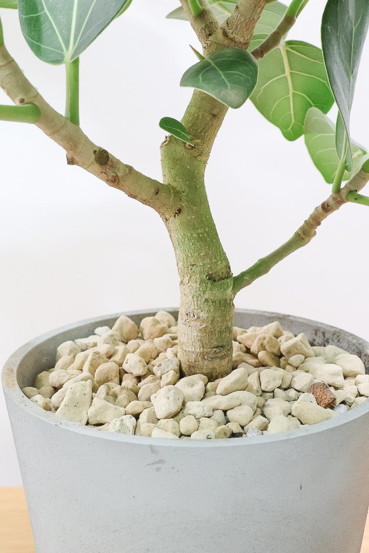 【ベンガレンシス】軽量なプラスチックPOT！この樹形めっちゃカッコいい！この力強い樹形は他にはなかなかないと思いますよ！