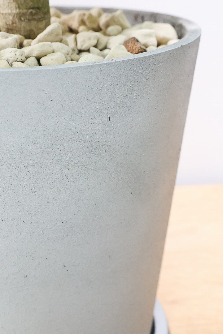 【ベンガレンシス】軽量なプラスチックPOT！この樹形めっちゃカッコいい！この力強い樹形は他にはなかなかないと思いますよ！