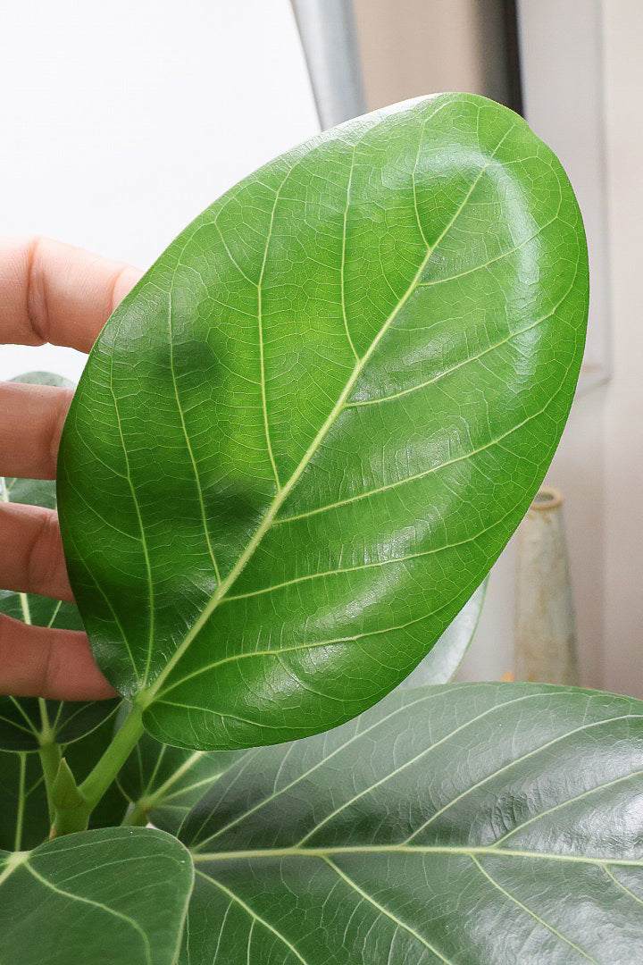 【ベンガレンシス】軽量なプラスチックPOT！この樹形めっちゃカッコいい！この力強い樹形は他にはなかなかないと思いますよ！