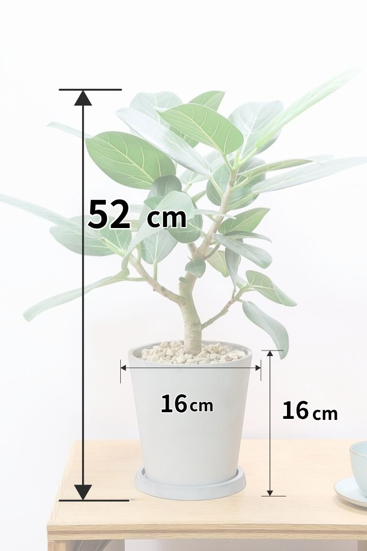 【ベンガレンシス】軽量なプラスチックPOT！この樹形めっちゃカッコいい！この力強い樹形は他にはなかなかないと思いますよ！