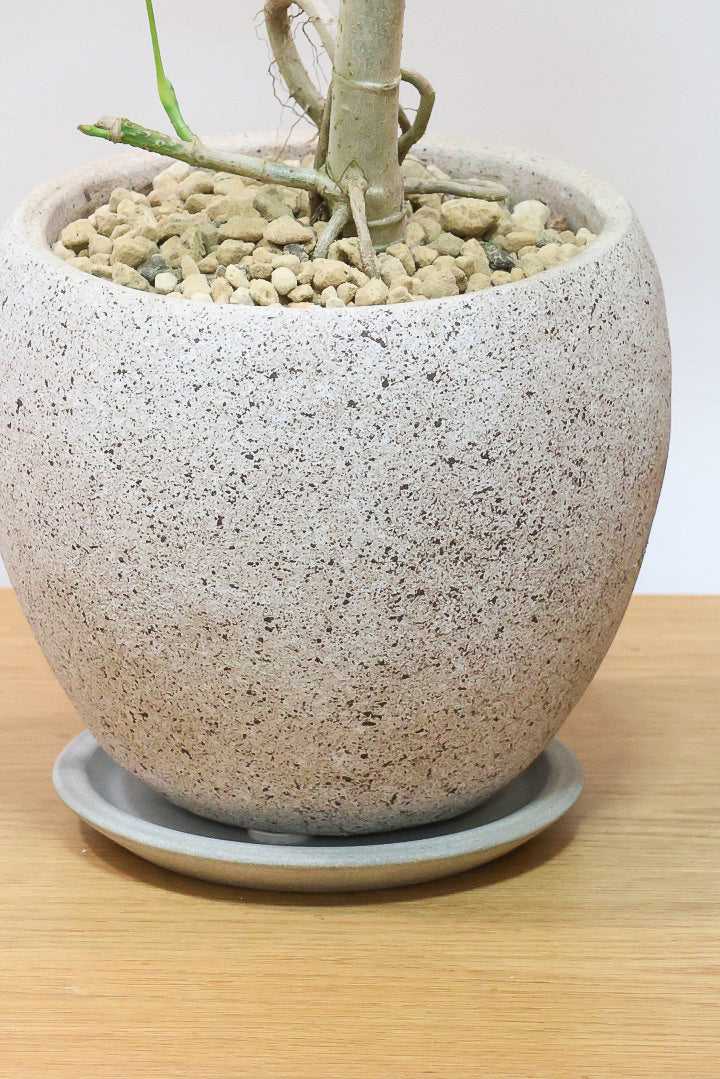 【シェフレラ エリプティカ バリエガタ】良いサイズ感！とてもイイ感じのS字樹形なのでおすすめですよ！