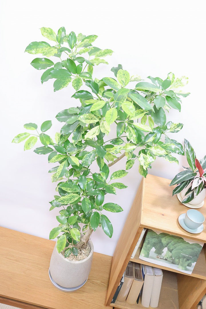 【シェフレラ エリプティカ バリエガタ】このサイズは当店でも初入荷！葉色が素晴らしい個体です！ここまできれいに発色した個体は珍しいと思います！