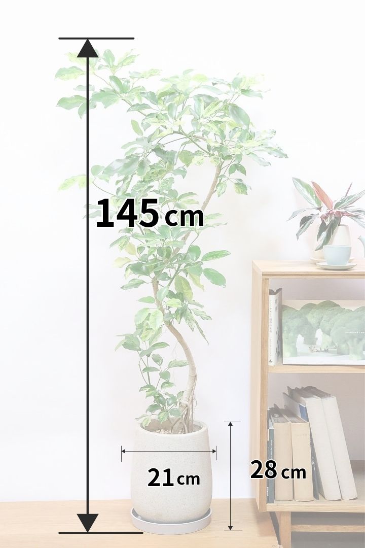 【シェフレラ エリプティカ バリエガタ】このサイズは当店でも初入荷！葉色が素晴らしい個体です！ここまできれいに発色した個体は珍しいと思います！