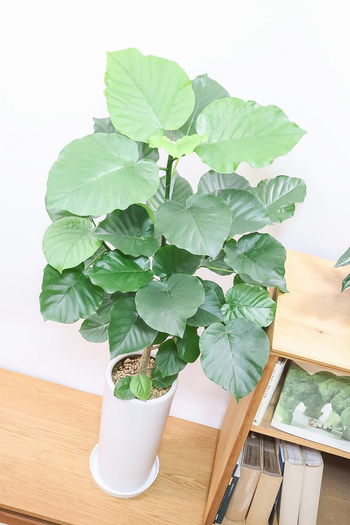 【ウンベラータ】スタイリッシュなロングPOT！ボリュームもありますので、見応えがありますよね！