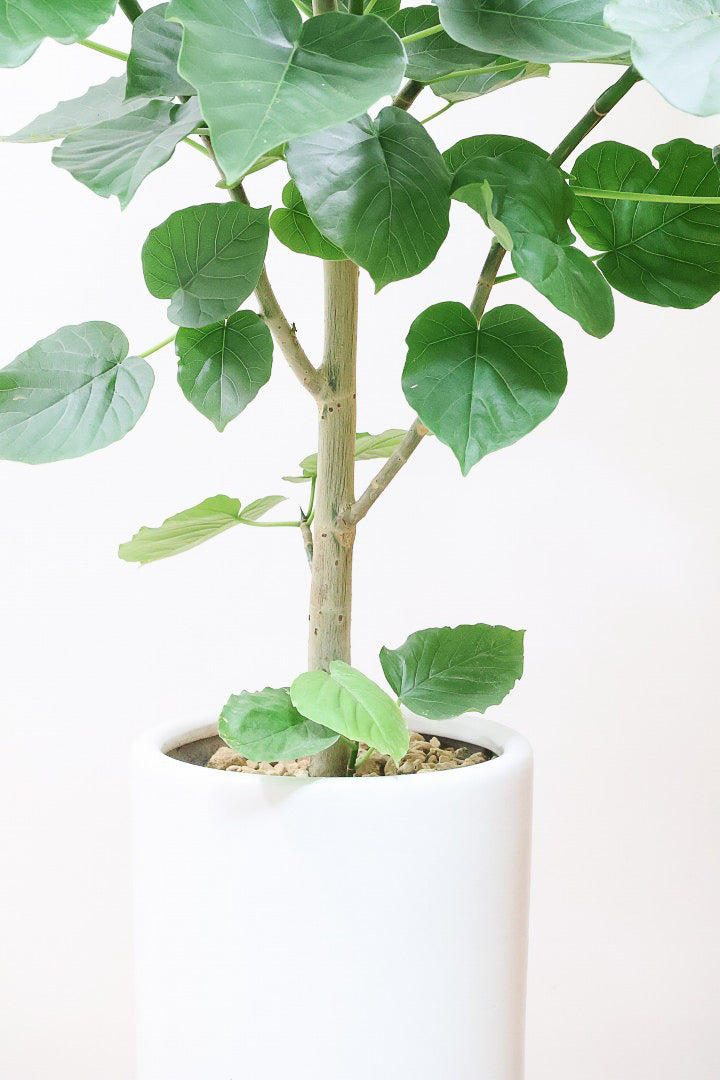 【ウンベラータ】スタイリッシュなロングPOT！ボリュームもありますので、見応えがありますよね！