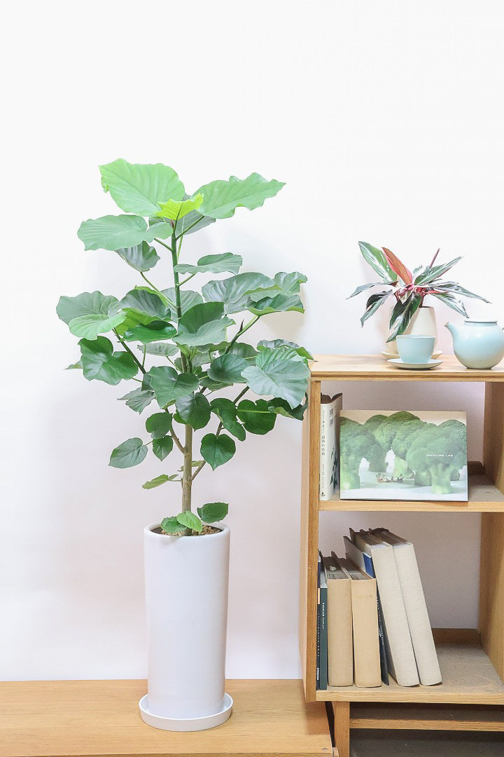 【ウンベラータ】スタイリッシュなロングPOT！ボリュームもありますので、見応えがありますよね！