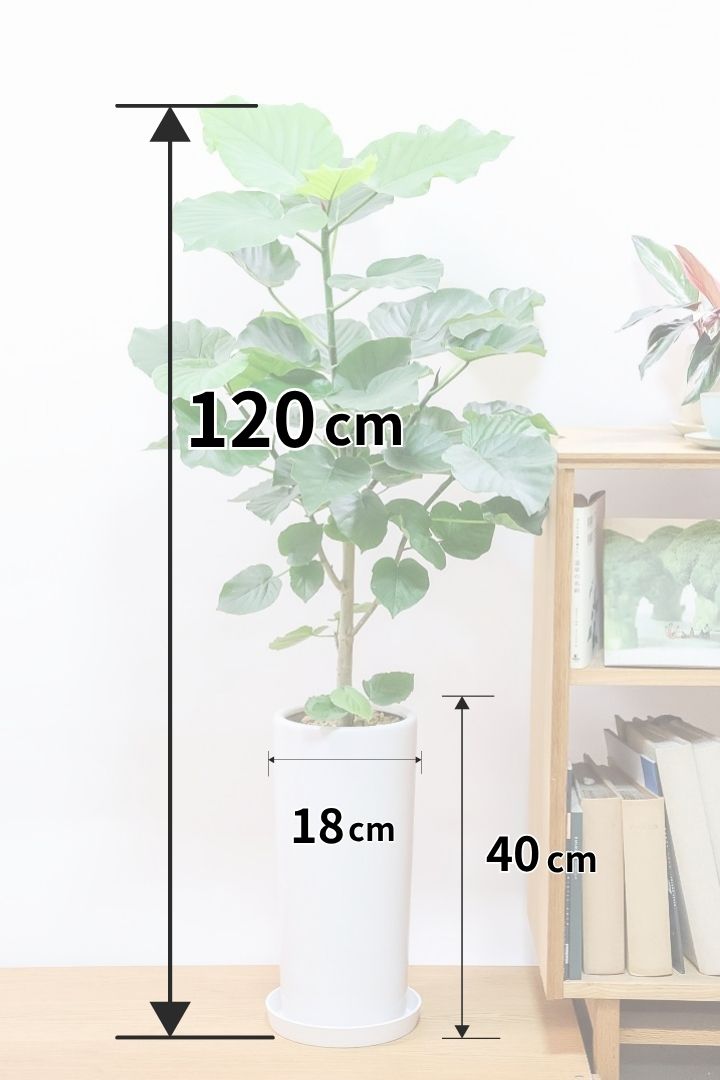 【ウンベラータ】スタイリッシュなロングPOT！ボリュームもありますので、見応えがありますよね！
