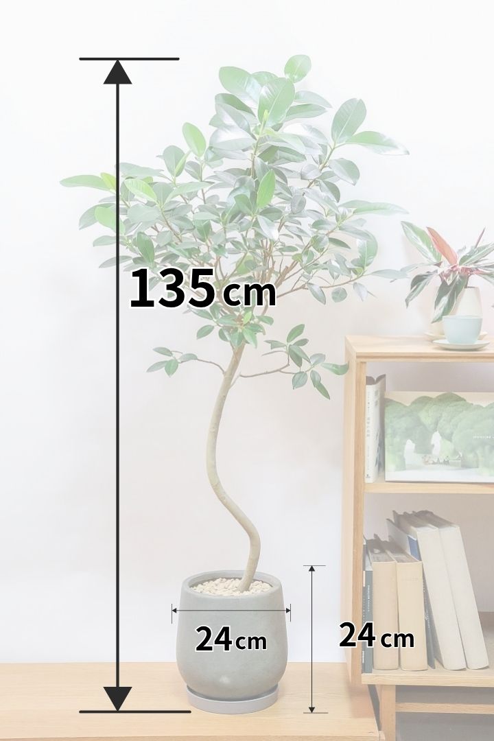 【フランスゴム】ボリュームのあるタイプ！幹のカーブと全体の葉付き具合がとてもイイ感じなんです！