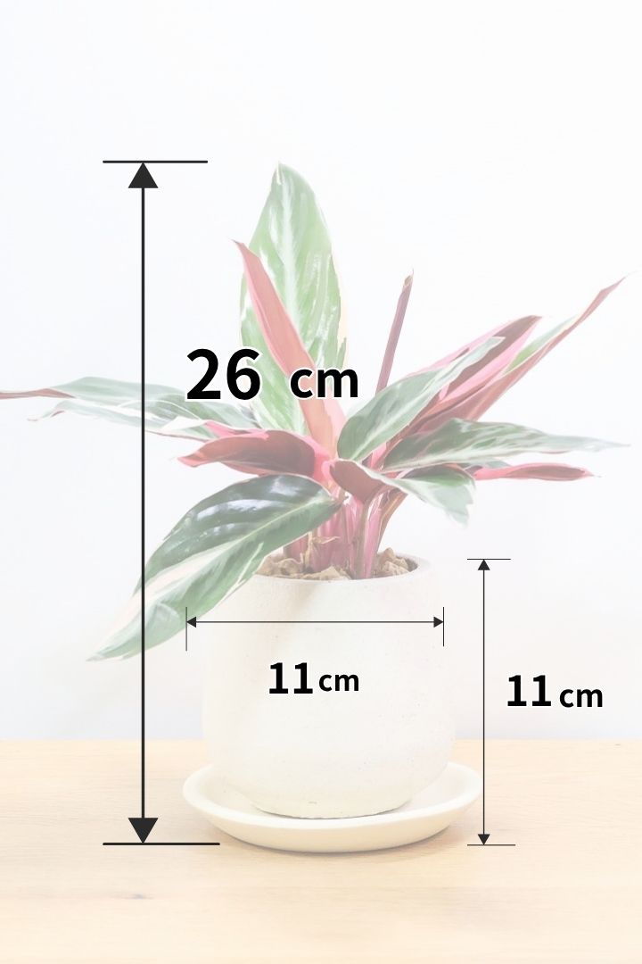 【ストロマンテ トリオスター】今回がラストの在庫！素晴らしい葉色に発色しておりますのでおススメですよ！