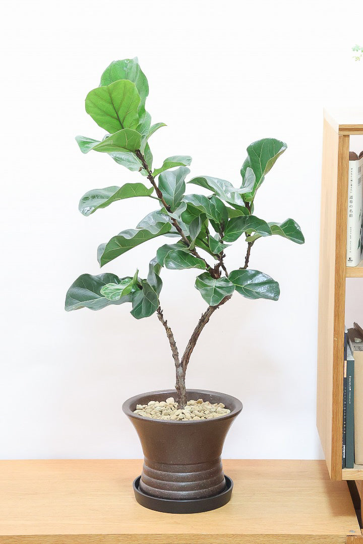 【カシワバゴム バンビーノ】植物もPOTも大人色♪めっちゃ雰囲気がある樹形だと思います！ボリュームもイイ感じでスタイリッシュ！