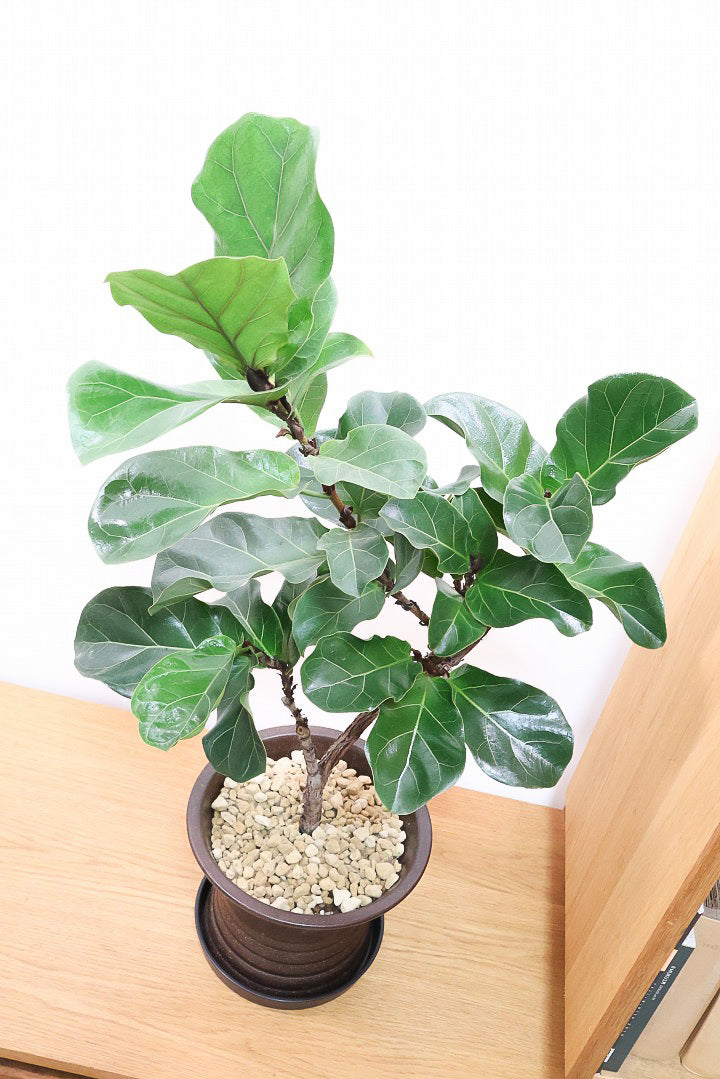【カシワバゴム バンビーノ】植物もPOTも大人色♪めっちゃ雰囲気がある樹形だと思います！ボリュームもイイ感じでスタイリッシュ！