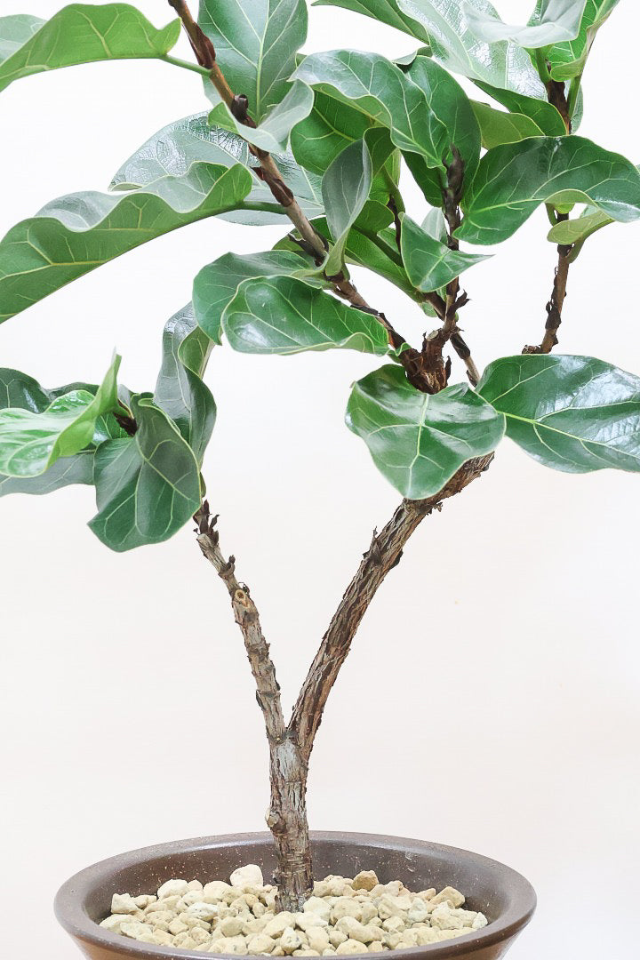 【カシワバゴム バンビーノ】植物もPOTも大人色♪めっちゃ雰囲気がある樹形だと思います！ボリュームもイイ感じでスタイリッシュ！