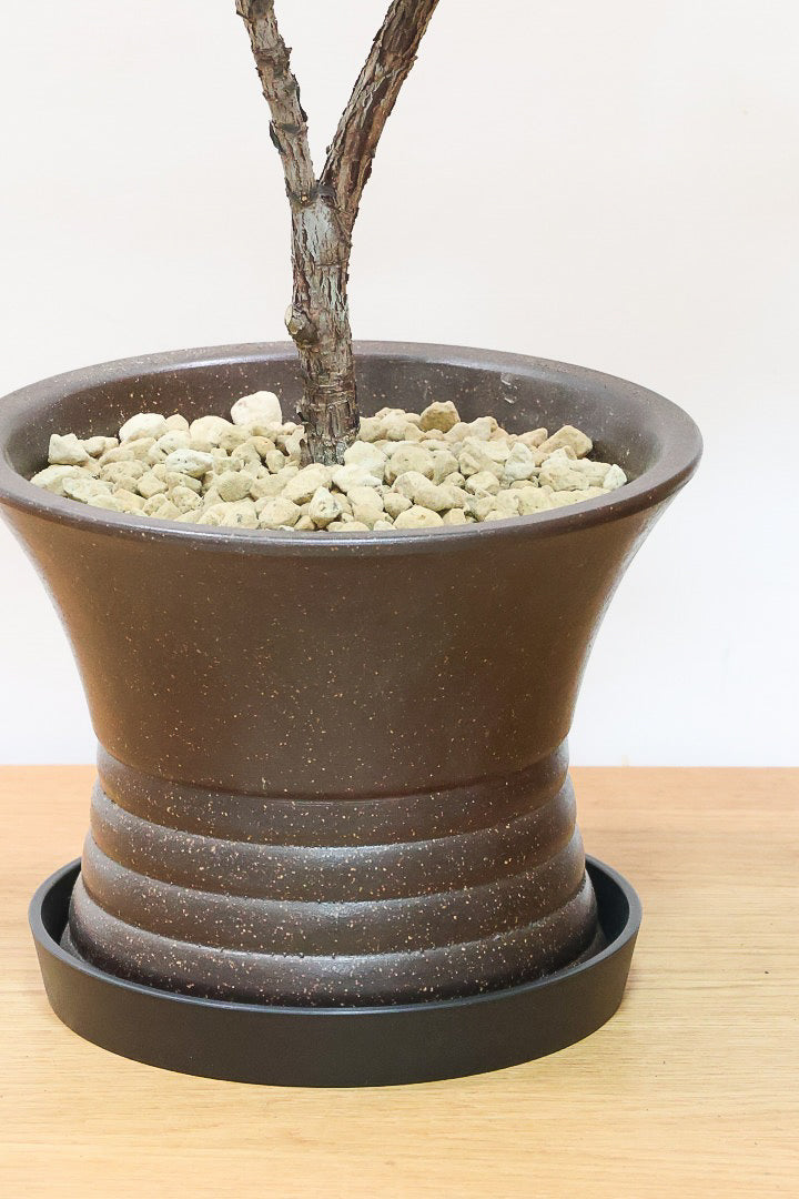 【カシワバゴム バンビーノ】植物もPOTも大人色♪めっちゃ雰囲気がある樹形だと思います！ボリュームもイイ感じでスタイリッシュ！