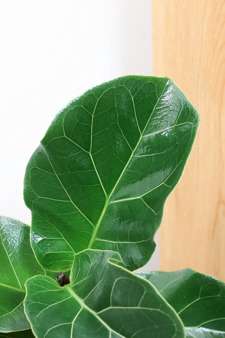 【カシワバゴム バンビーノ】植物もPOTも大人色♪めっちゃ雰囲気がある樹形だと思います！ボリュームもイイ感じでスタイリッシュ！
