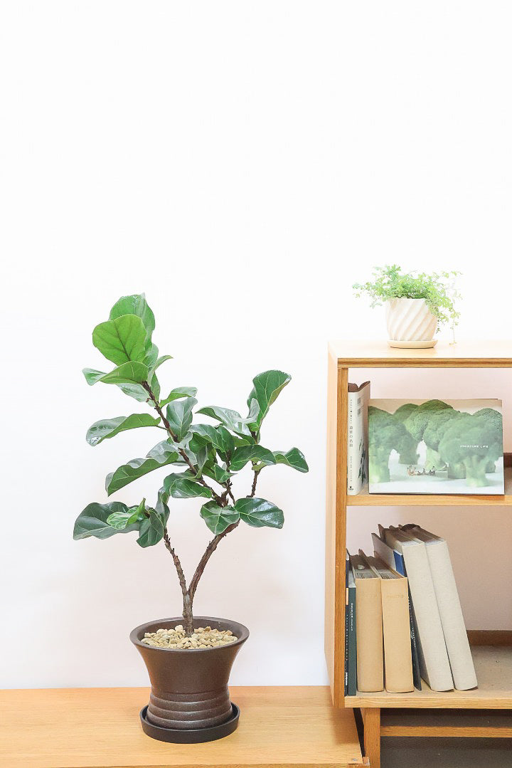 【カシワバゴム バンビーノ】植物もPOTも大人色♪めっちゃ雰囲気がある樹形だと思います！ボリュームもイイ感じでスタイリッシュ！