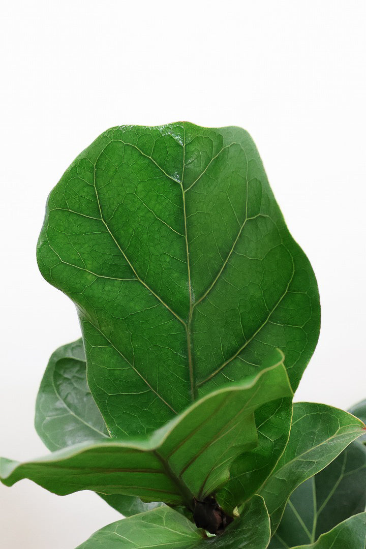 【カシワバゴム バンビーノ】植物もPOTも大人色♪めっちゃ雰囲気がある樹形だと思います！ボリュームもイイ感じでスタイリッシュ！