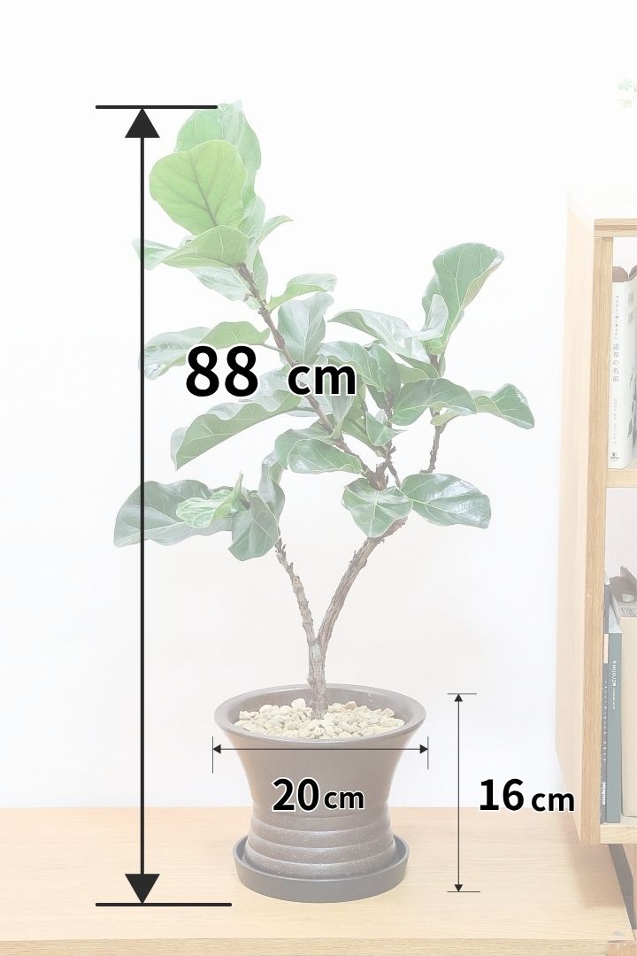 【カシワバゴム バンビーノ】植物もPOTも大人色♪めっちゃ雰囲気がある樹形だと思います！ボリュームもイイ感じでスタイリッシュ！