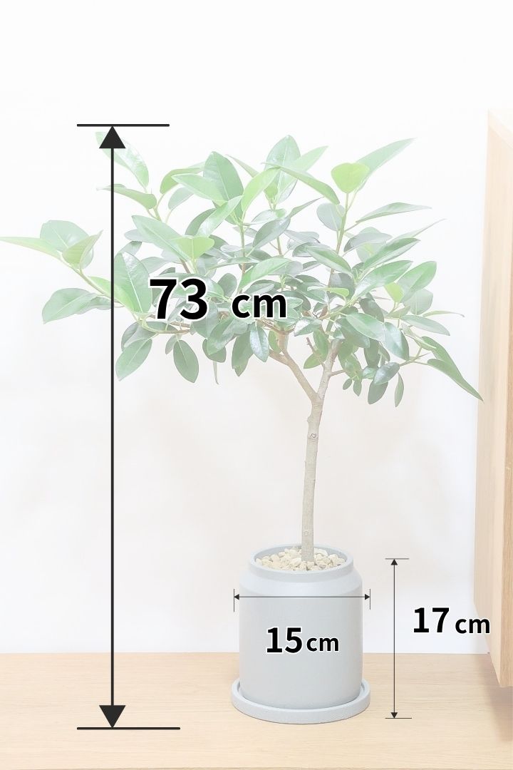 【フランスゴム】ボリュームがあり、ナチュラルで雰囲気のある樹形！シンプルですがとても趣がありますよ！