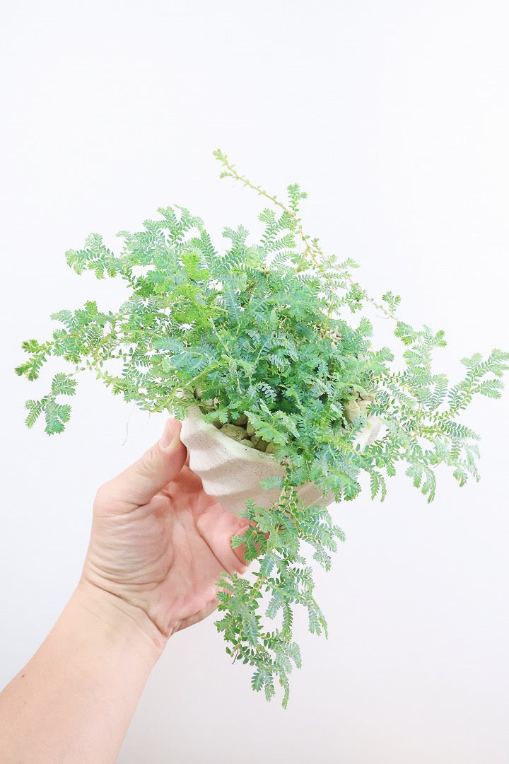 【レインボーファン】ふわふわした雰囲気がとってもかわいい観葉植物。しかも日陰に強い！