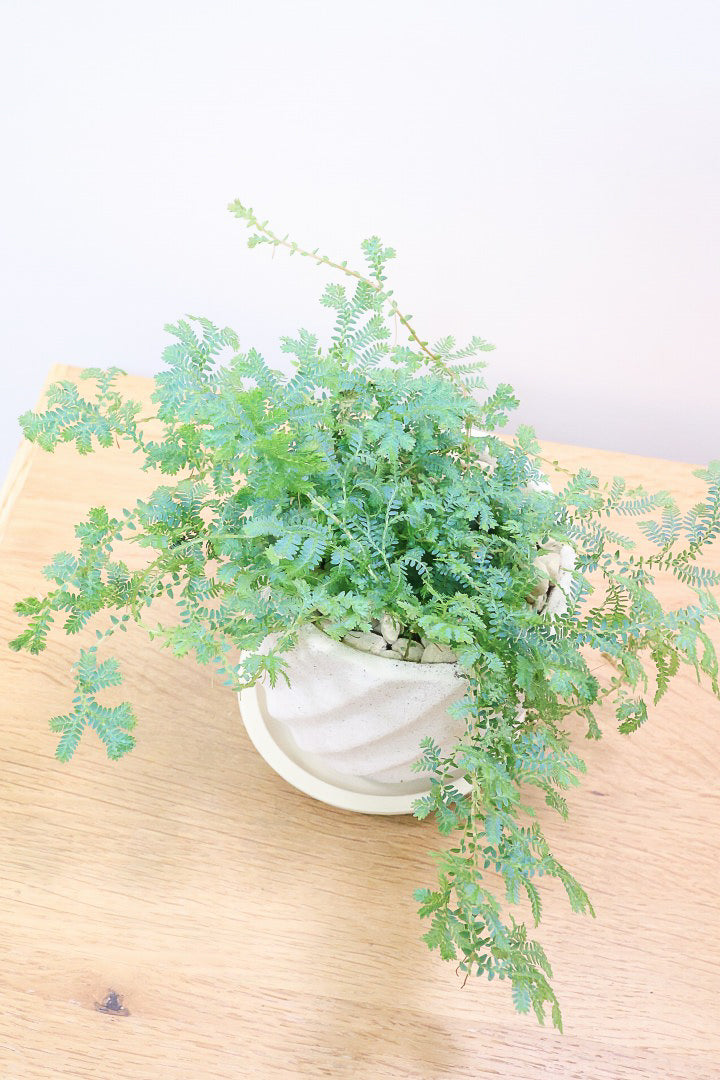 【レインボーファン】ふわふわした雰囲気がとってもかわいい観葉植物。しかも日陰に強い！