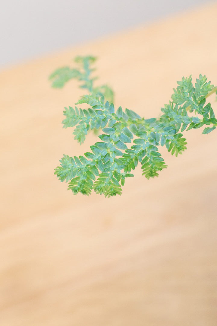 【レインボーファン】ふわふわした雰囲気がとってもかわいい観葉植物。しかも日陰に強い！