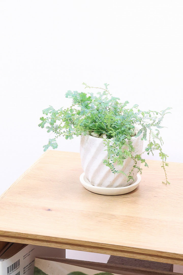 【レインボーファン】ふわふわした雰囲気がとってもかわいい観葉植物。しかも日陰に強い！