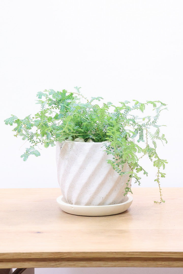 【レインボーファン】ふわふわした雰囲気がとってもかわいい観葉植物。しかも日陰に強い！
