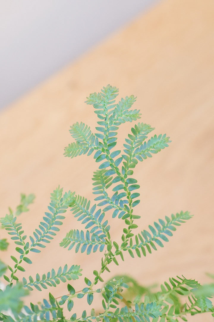 【レインボーファン】ふわふわした雰囲気がとってもかわいい観葉植物。しかも日陰に強い！