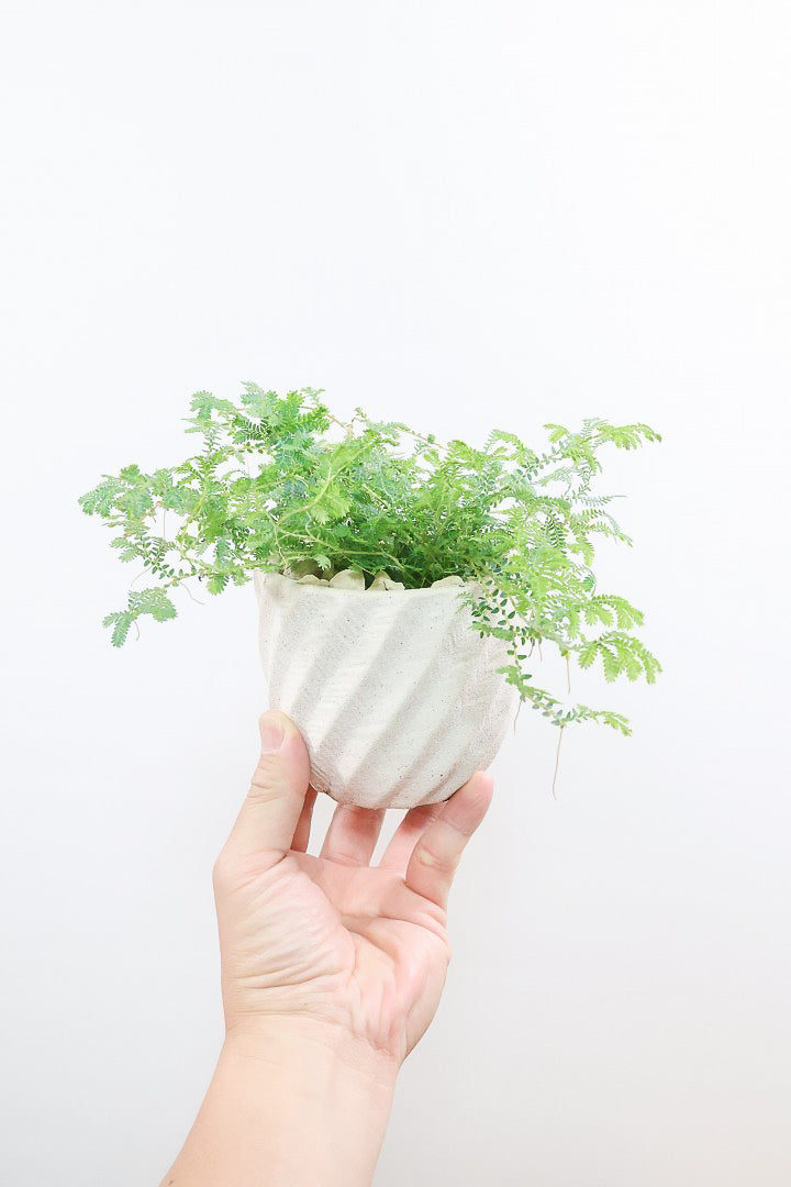 【レインボーファン】ふわふわした雰囲気がとってもかわいい観葉植物。しかも日陰に強い！