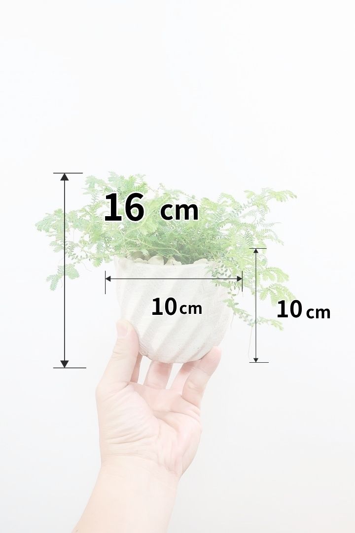 【レインボーファン】ふわふわした雰囲気がとってもかわいい観葉植物。しかも日陰に強い！