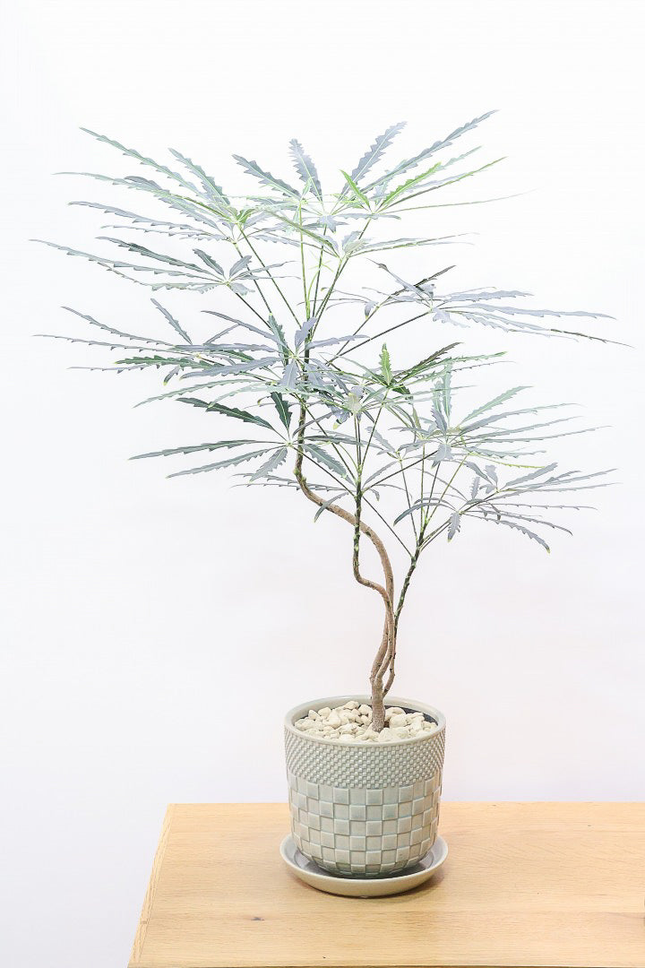 【アラレア】THE育てやすい観葉植物！ギザギザのユニークな葉が特徴！幹も個性的にカーブしていますので、オススメです！