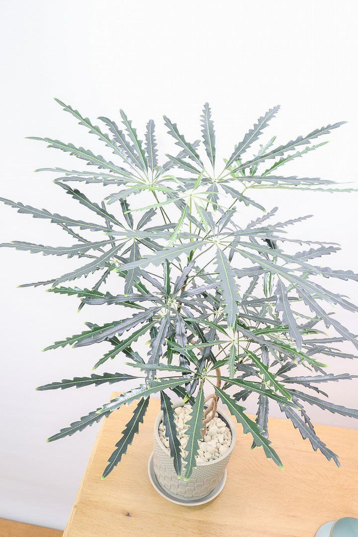 【アラレア】THE育てやすい観葉植物！ギザギザのユニークな葉が特徴！幹も個性的にカーブしていますので、オススメです！