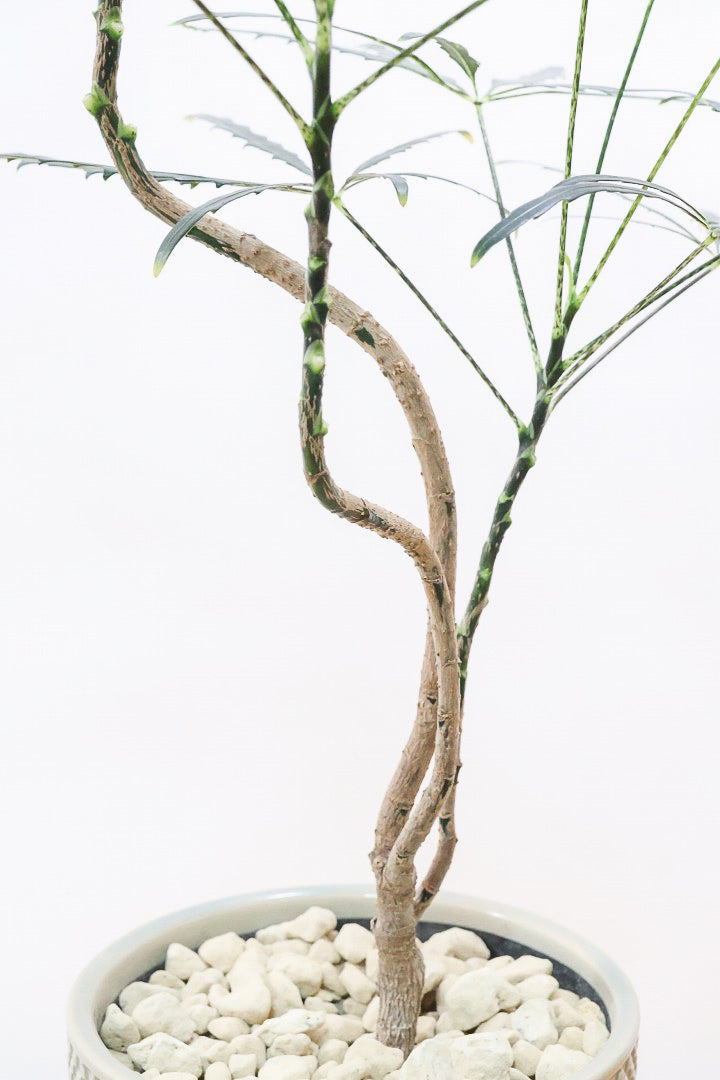 【アラレア】THE育てやすい観葉植物！ギザギザのユニークな葉が特徴！幹も個性的にカーブしていますので、オススメです！