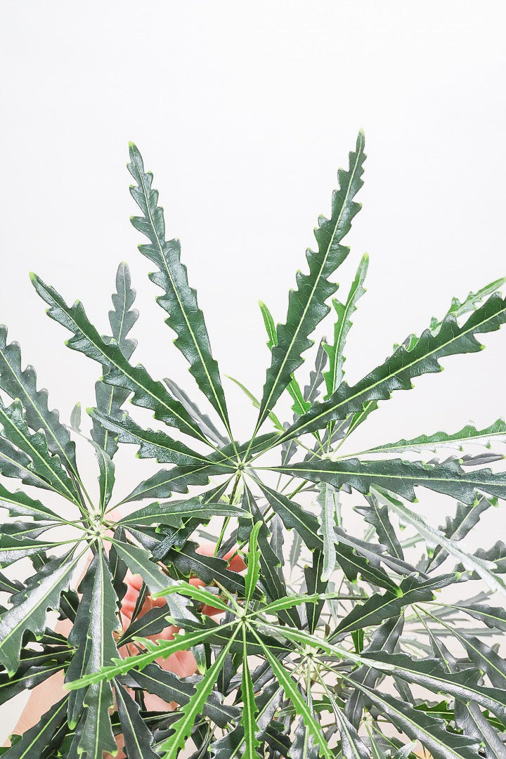 【アラレア】THE育てやすい観葉植物！ギザギザのユニークな葉が特徴！幹も個性的にカーブしていますので、オススメです！