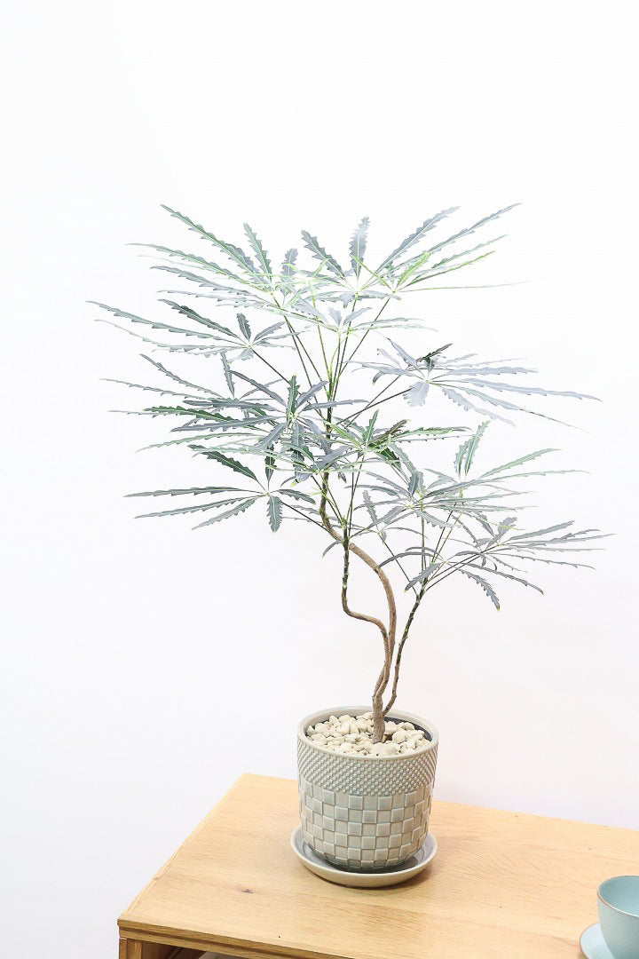 【アラレア】THE育てやすい観葉植物！ギザギザのユニークな葉が特徴！幹も個性的にカーブしていますので、オススメです！
