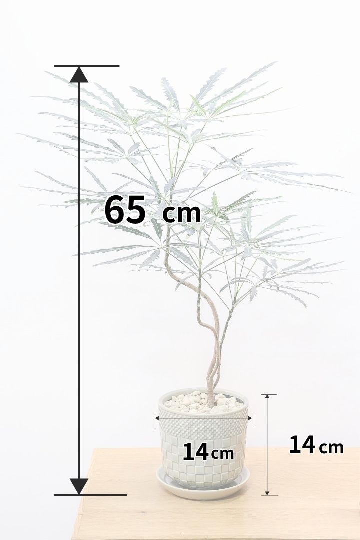 【アラレア】THE育てやすい観葉植物！ギザギザのユニークな葉が特徴！幹も個性的にカーブしていますので、オススメです！