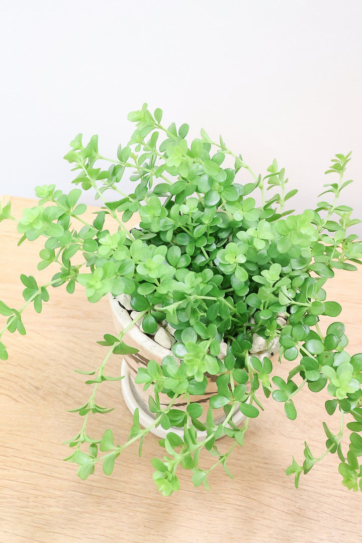 【ペペロミア  イザベラ】ミニミニのかわいい葉。ペペロミアの中でも肉厚でかわいい葉です！POTはシンプルなホワイトを合わせました！