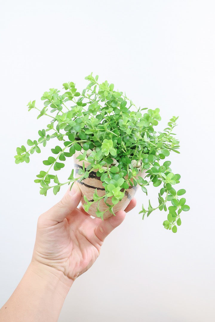【ペペロミア  イザベラ】ミニミニのかわいい葉。ペペロミアの中でも肉厚でかわいい葉です！POTはシンプルなホワイトを合わせました！