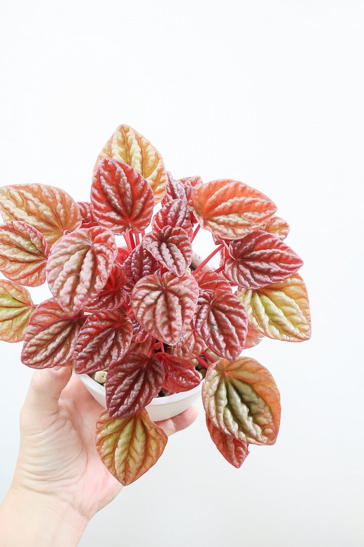 【ペペロミア  キト】今回はプラスチックPOTでのご提案！今回のキトは史上最高の葉色！極上のキトです! ぜひ！