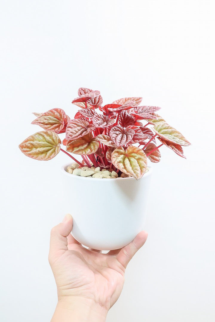 【ペペロミア  キト】今回はプラスチックPOTでのご提案！今回のキトは史上最高の葉色！極上のキトです! ぜひ！