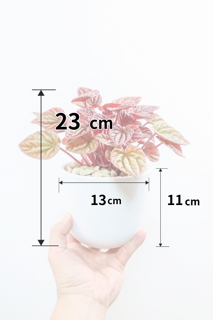 【ペペロミア  キト】今回はプラスチックPOTでのご提案！今回のキトは史上最高の葉色！極上のキトです! ぜひ！