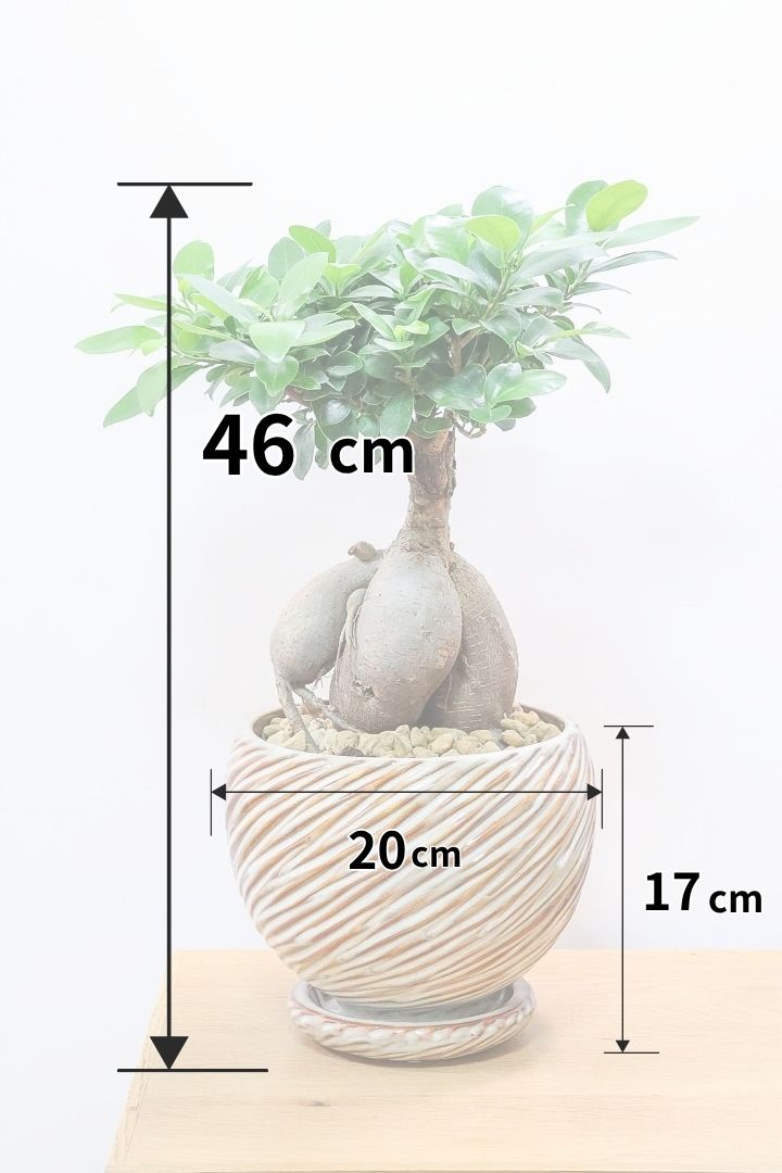 ガジュマルAIV62063| 観葉植物の通信販売 | APEGO(アペーゴ)