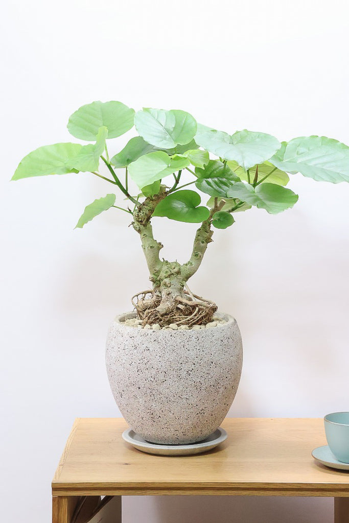 ウンベラータCO62066| 観葉植物の通信販売 | APEGO(アペーゴ)