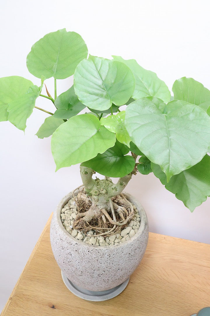 【ウンベラータ】10年物の年季の入ったこだわりの幹!カッコいい観葉植物です! ボリュームがあります！