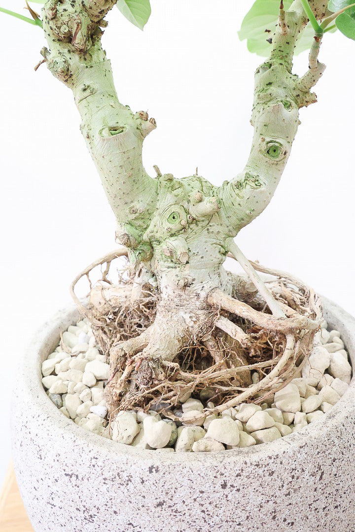【ウンベラータ】10年物の年季の入ったこだわりの幹!カッコいい観葉植物です! ボリュームがあります！