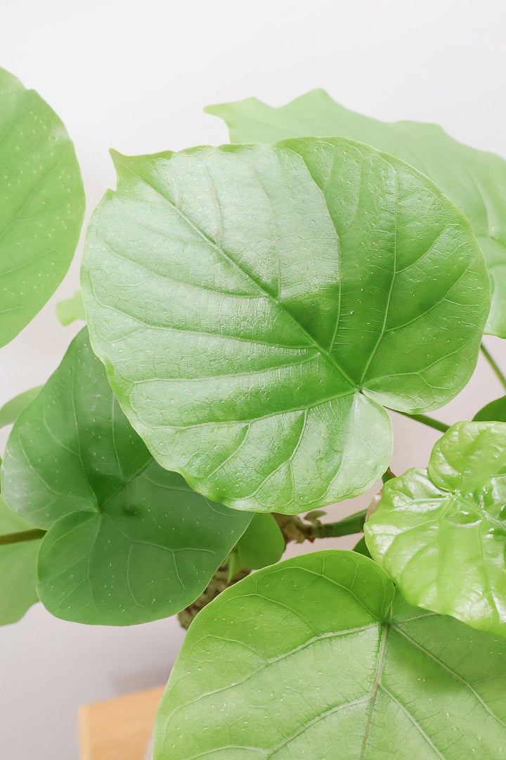 【ウンベラータ】10年物の年季の入ったこだわりの幹!カッコいい観葉植物です! ボリュームがあります！