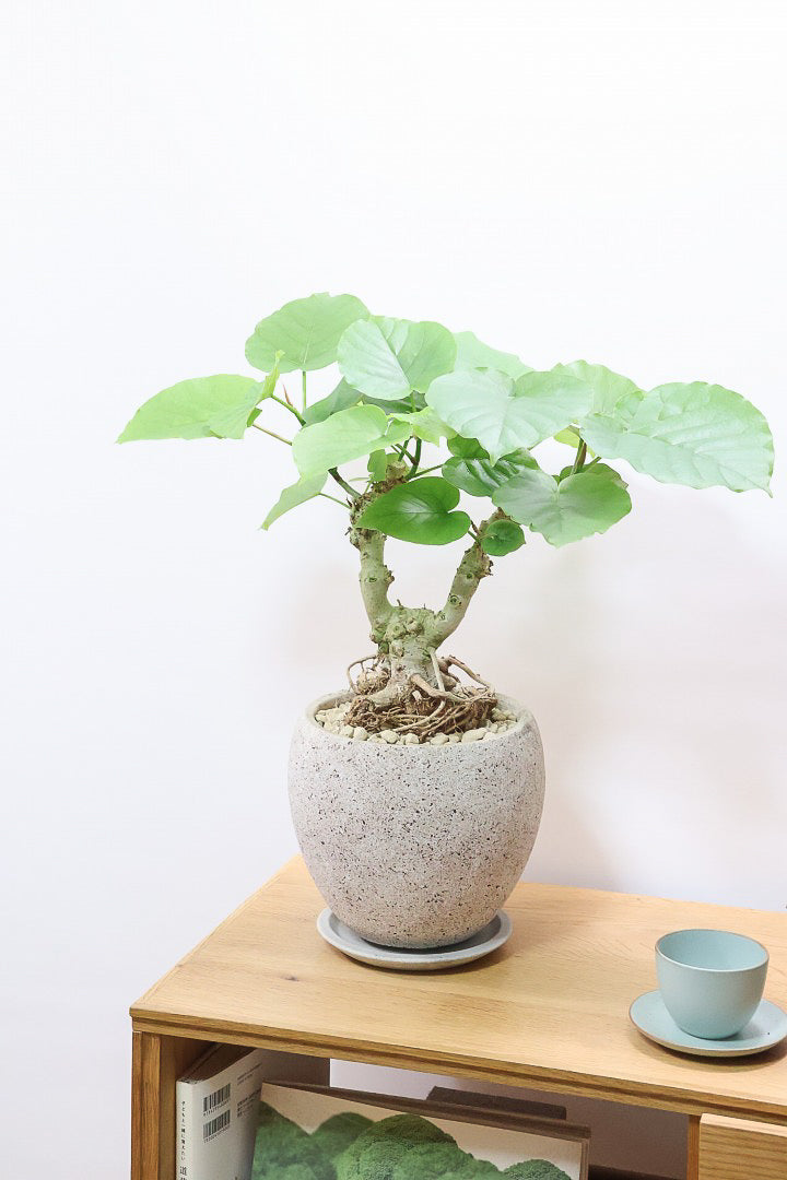 【ウンベラータ】10年物の年季の入ったこだわりの幹!カッコいい観葉植物です! ボリュームがあります！