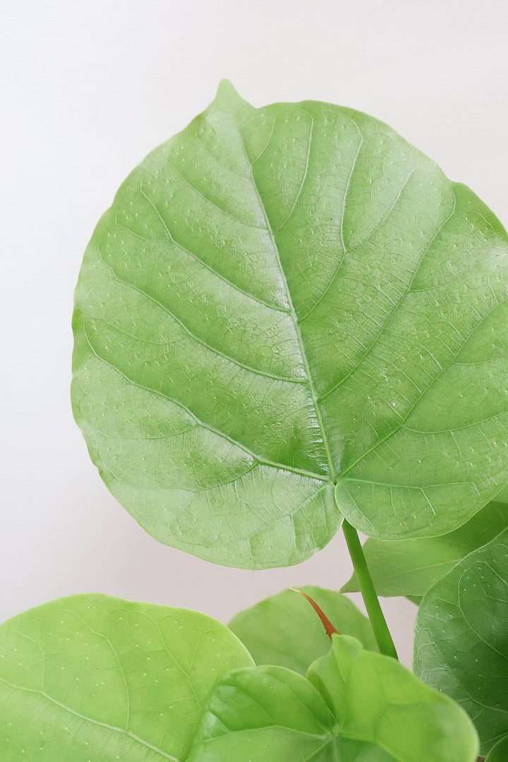 ウンベラータCO62066| 観葉植物の通信販売 | APEGO(アペーゴ)